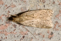 Helcystogramma lutatella