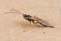 Itoplectis alternans