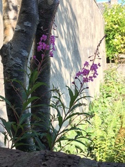 Chamaenerion angustifolium