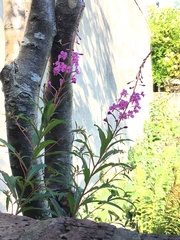Chamaenerion angustifolium