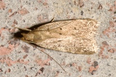 Helcystogramma lutatella