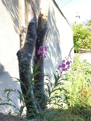 Chamaenerion angustifolium