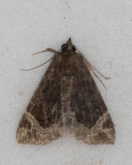 Hypena abalienalis