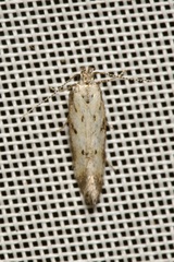 Athrips nigricostella