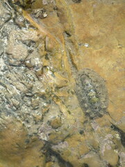 Acanthochitona rubrolineata
