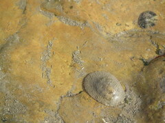 Cellana