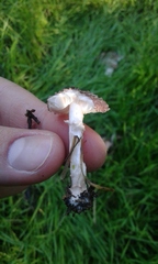 Agaricales