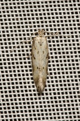 Athrips nigricostella