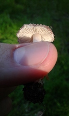 Agaricales