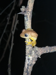 Afrixalus fornasini