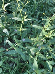 Boerhavia triquetra intermedia