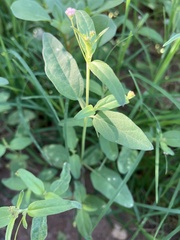 Boerhavia triquetra intermedia