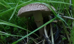 Agaricales