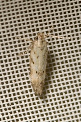 Athrips nigricostella