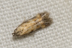 Athrips nigricostella