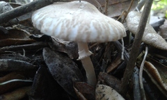 Leucoagaricus