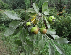 Pyrus nivalis