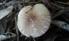 Leucoagaricus