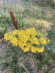 Solidago virgaurea