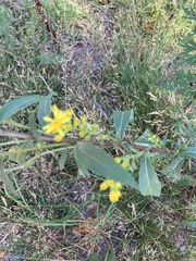 Solidago virgaurea