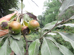 Pyrus nivalis