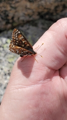 Euphydryas anicia brucei