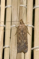 Helcystogramma triannulella