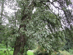 Pyrus nivalis