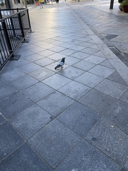 Columba livia domestica