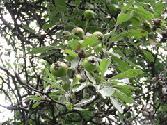 Pyrus nivalis