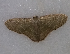 Lophophleps triangularis