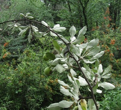 Pyrus nivalis