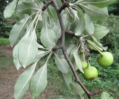 Pyrus nivalis