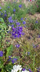 Delphinium consolida