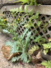 Senecio vulgaris