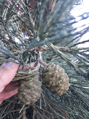 Sequoiadendron giganteum