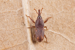 Sitophilus oryzae