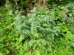 Cirsium alsophilum