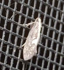 Polix coloradella