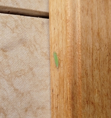 Draeculacephala noveboracensis