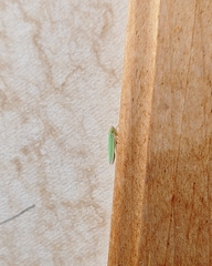 Draeculacephala noveboracensis