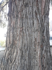 Sequoiadendron giganteum