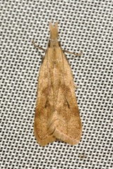 Dichomeris derasella