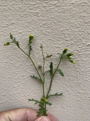 Senecio vulgaris
