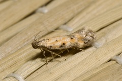 Athrips nigricostella