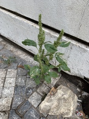 Amaranthus retroflexus