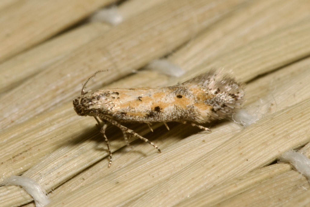 Athrips nigricostella
