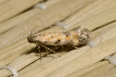 Athrips nigricostella