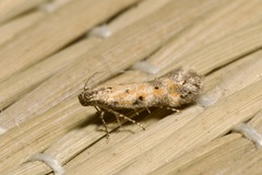Athrips nigricostella