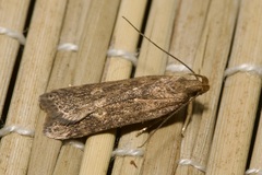 Helcystogramma triannulella